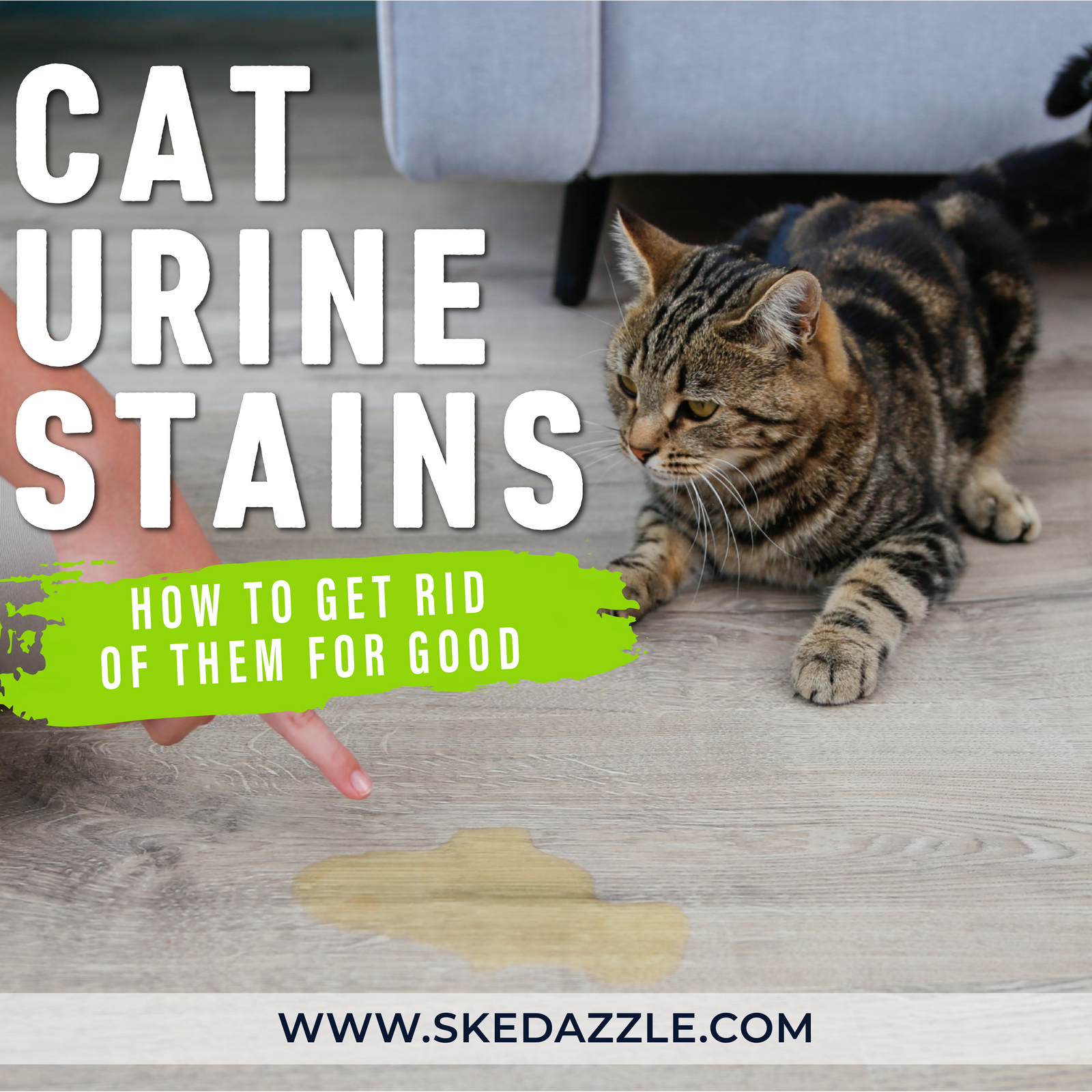 Cat Urine Stains: Why They Smell So Strong & How to Get Rid of Them for Good