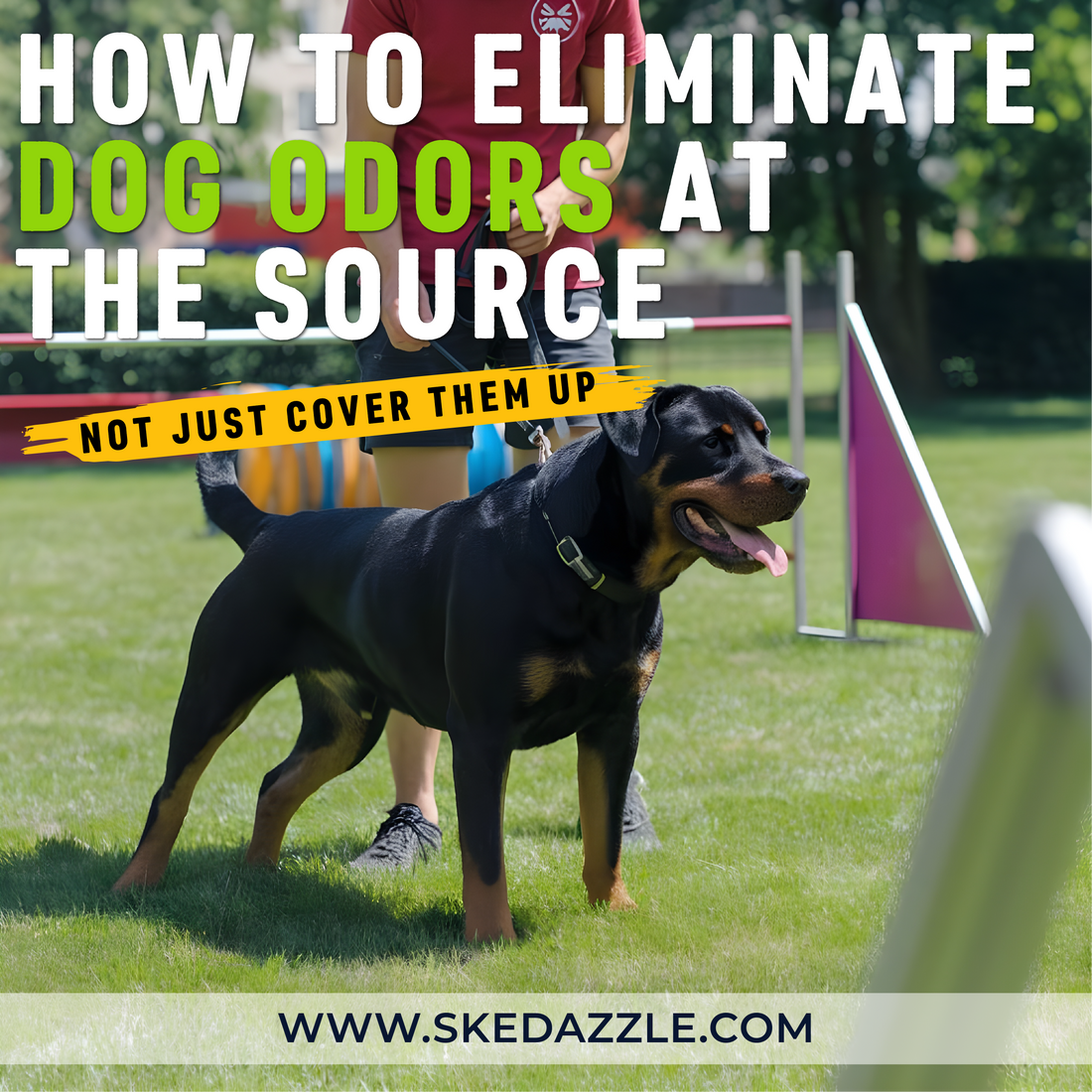 How to Eliminate Dog Odors at the Source (Not Just Cover Them Up)
