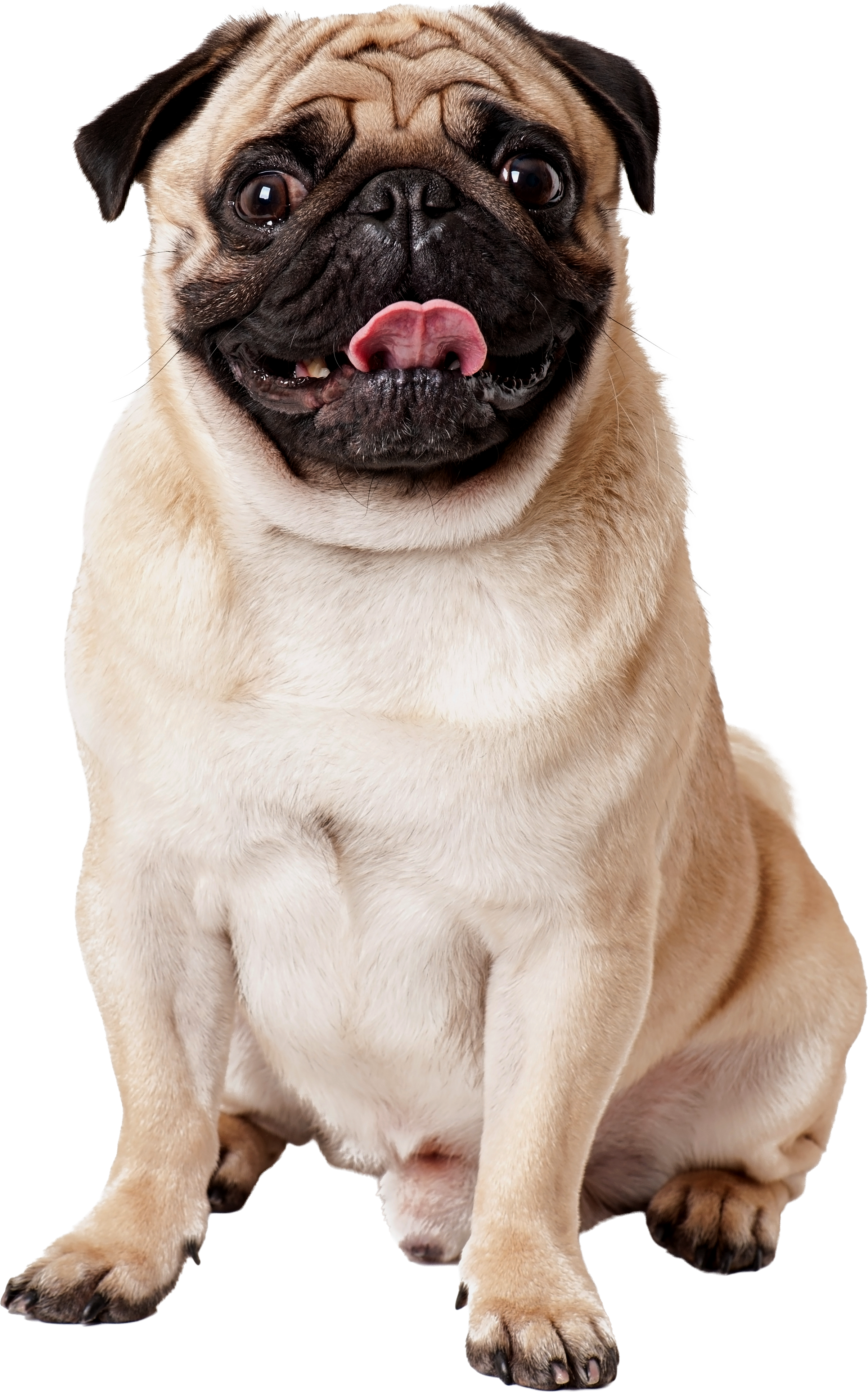 Happy dog beside Skedazzle pet-safe cleaning ingredients