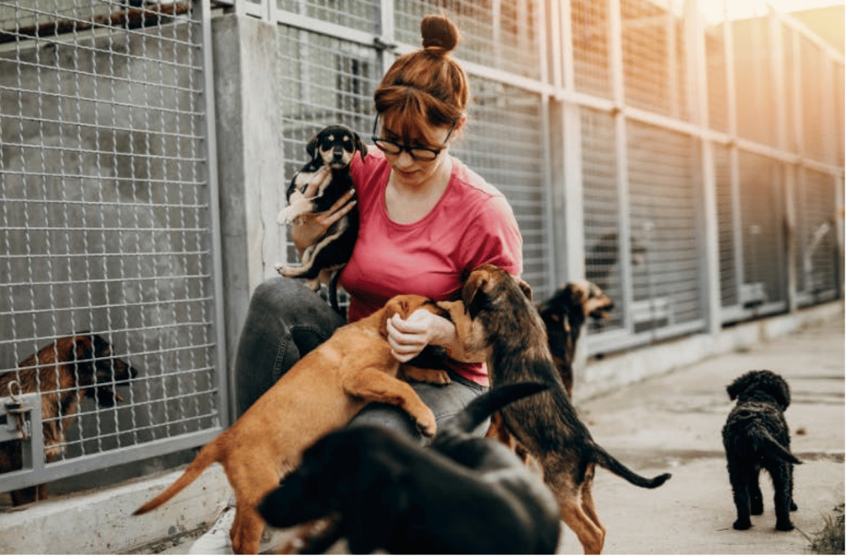 Rescue volunteer caring for dogs at an animal shelter